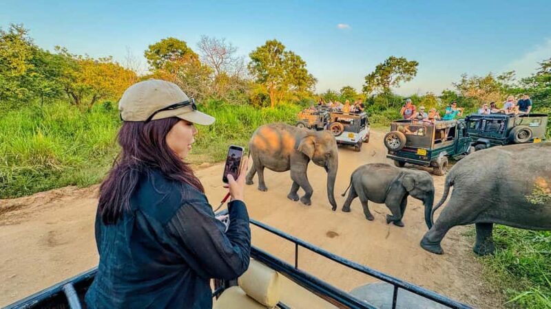 Sigiriya: Lion Rock Hike & Minneriya Safari Day Tour - Transition to Wildlife: Minneriya National Park Safari