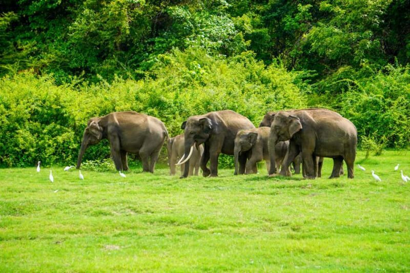 Sigiriya: Lion Rock Hike & Minneriya Safari Day Tour - Wildlife Encounters: Elephants and More