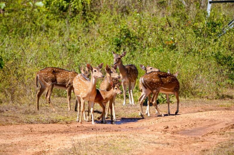 Sigiriya: Lion Rock Hike & Minneriya Safari Day Tour - The Sum Up