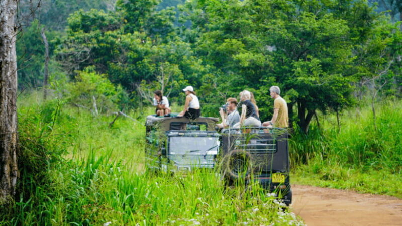 Sigiriya Lion Rock & Minneriya National Park Elephant Safari - Returning and Reflecting