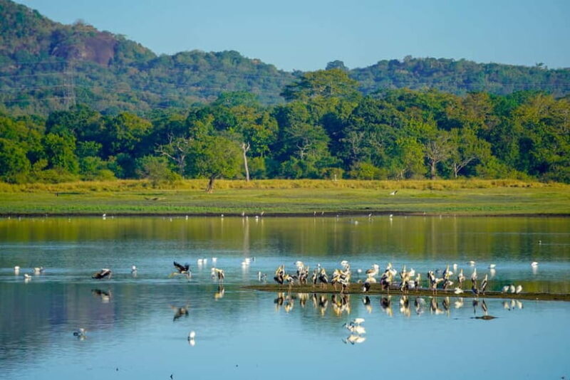 Sigiriya: Lion Rock & Minneriya Safari Full Day Private Tour - Exploring the Sigiriya & Minneriya Tour: An Authentic Taste of Sri Lanka