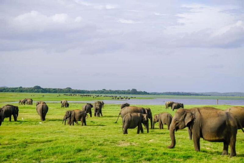 Sigiriya: Lion Rock & Minneriya Safari Full Day Private Tour - Good To Know