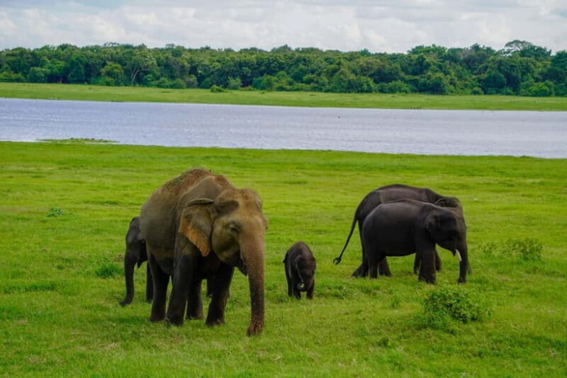 Sigiriya: Lion Rock & Minneriya Safari Full Day Private Tour - Practical Insights