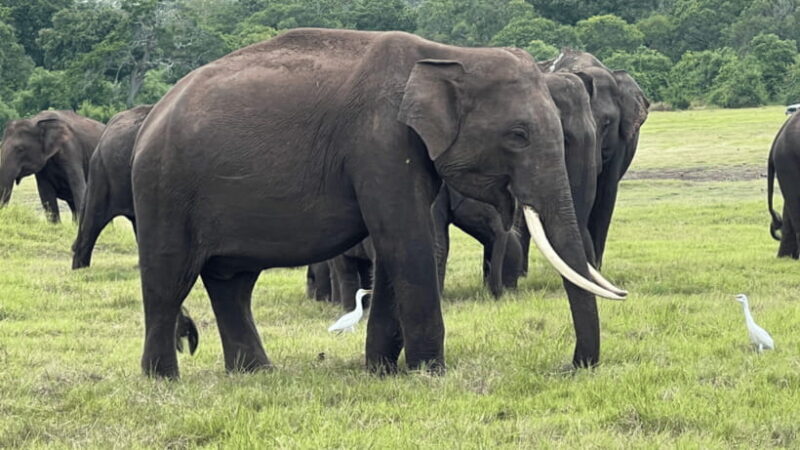 Sigiriya: Lion Rock & Minneriya Safari Full Day Private Tour - FAQ