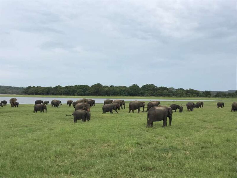 Sigiriya Lion's Rock & Dambulla Golden Cave Temple Trip - Sigiriya Lions Rock & Dambulla Golden Cave Temple Trip Review