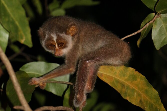 Sigiriya Loris-Tracking Private Nighttime Jungle Walk - Pricing and Booking
