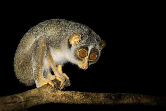Sigiriya Loris-Tracking Private Nighttime Jungle Walk - Overview of the Experience