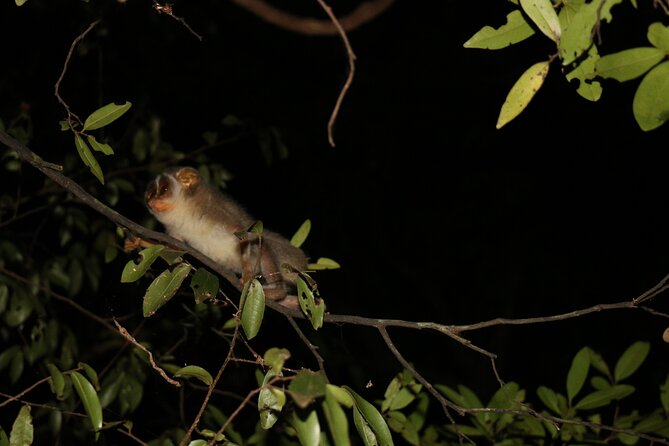 Sigiriya Loris-Tracking Private Nighttime Jungle Walk - Meeting and Pickup