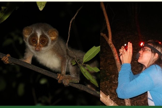 Sigiriya Loris-Tracking Private Nighttime Jungle Walk - Additional Information