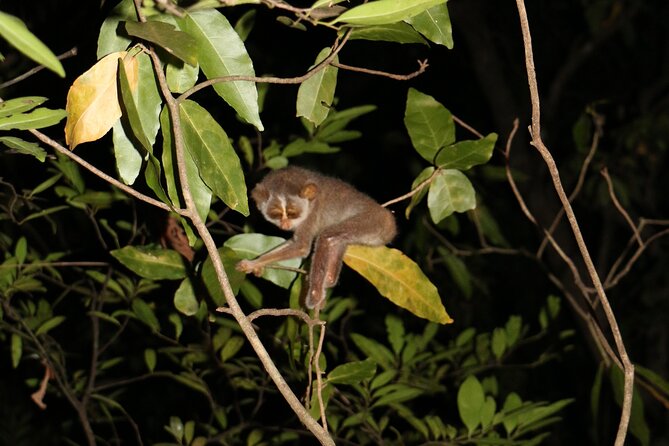 Sigiriya Loris-Tracking Private Nighttime Jungle Walk - Common Questions
