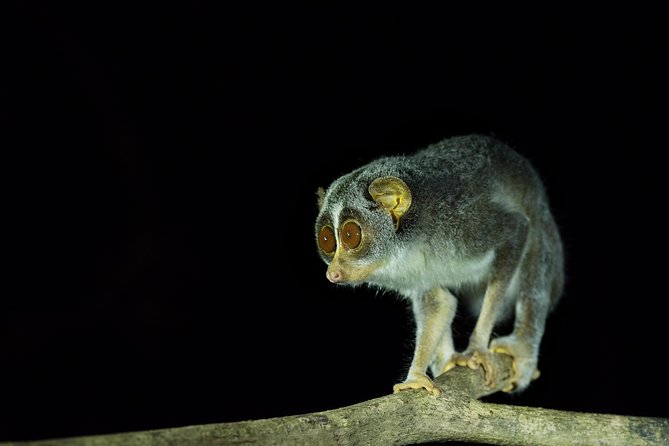 Sigiriya Loris-Tracking Private Nighttime Jungle Walk - The Sum Up