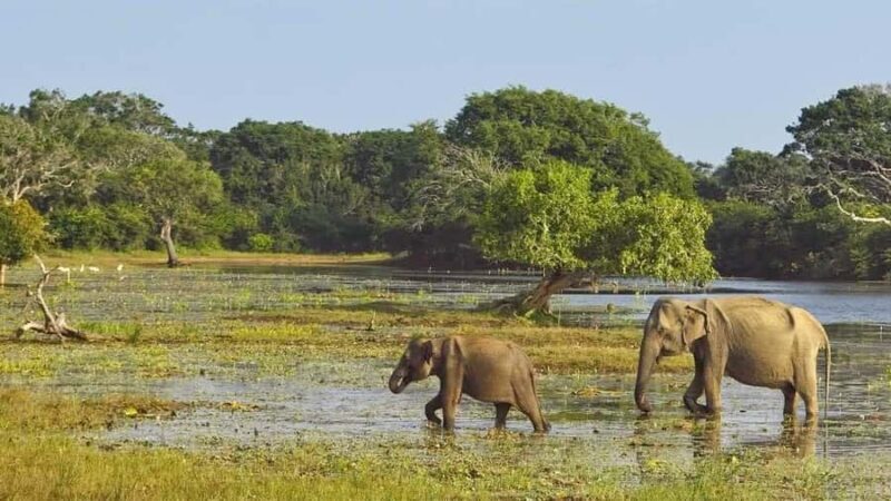 Sigiriya: Minneriya National Park Safari & Trincomalee Drop - An In-Depth Look at the Tour Experience
