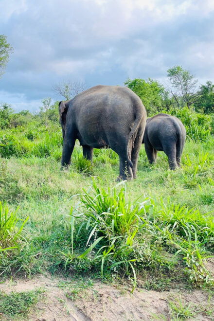 Sigiriya: Minneriya Park Safari in Golden Hours 4x4 Jeep - Bird Watching Opportunities