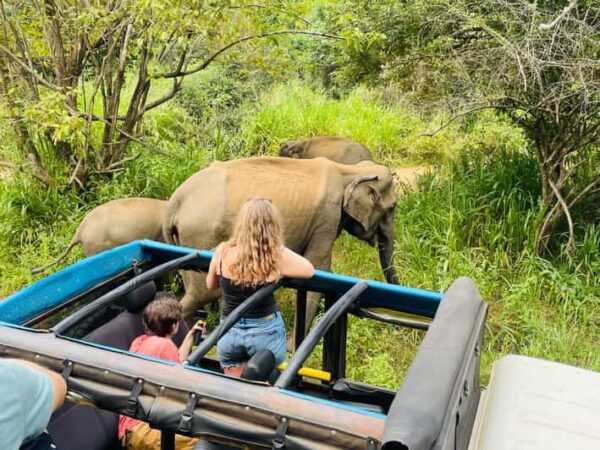 Sigiriya: Minneriya Park Safari in Golden Hours 4x4 Jeep - Frequently Asked Questions