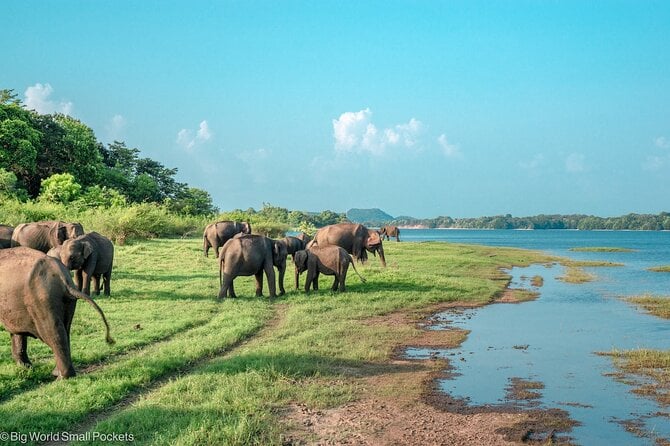 Sigiriya & Minneriya Safari Tour From Dambulla - Cancellation Policy