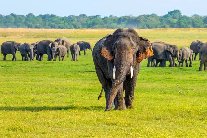 Sigiriya & Minneriya Safari Tour From Dambulla - Additional Details