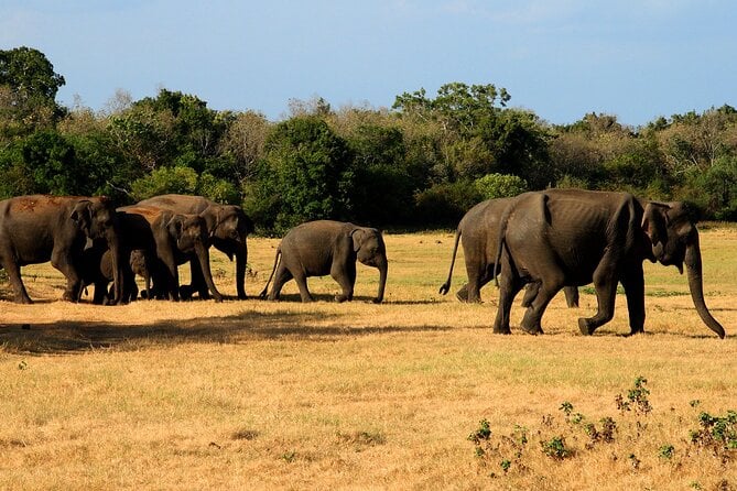 Sigiriya & Minneriya Safari Tour From Dambulla - Reviews and Ratings