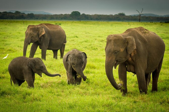 Sigiriya & Minneriya Safari Tour From Negombo - Booking Information