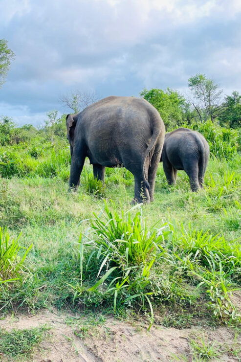 Sigiriya: Minneriya Wild Jeep Safari With Free Hotel Pickup - Tour Details