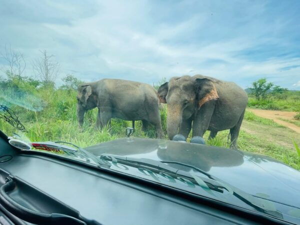Sigiriya: Minneriya Wild Jeep Safari With Free Hotel Pickup - Frequently Asked Questions