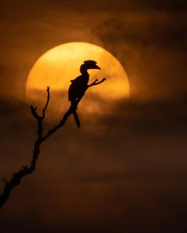 Sigiriya: Night Animal Watching Tour with Guide - Good To Know