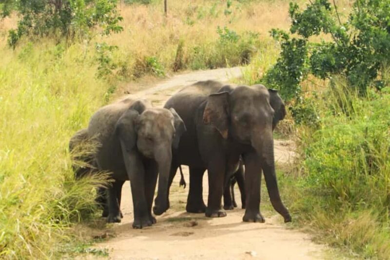 Sigiriya: Night Animal Watching Tour with Guide - Why You Should Consider This Tour