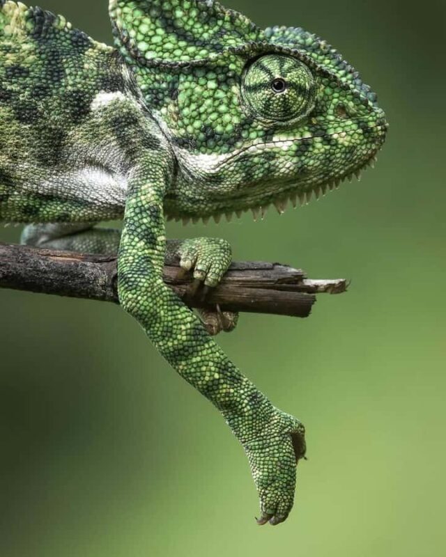 Sigiriya: Night Animal Watching Tour with Guide - FAQ