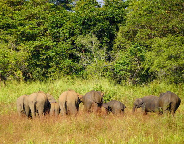 Sigiriya Rock and Minneriya Safari With Elephant Sighting - Wildlife and Elephant Sightings