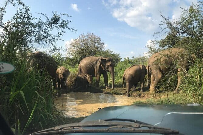 Sigiriya Rock , Dambulla Cave From Kandy with Ranweli Tours - Final Thoughts