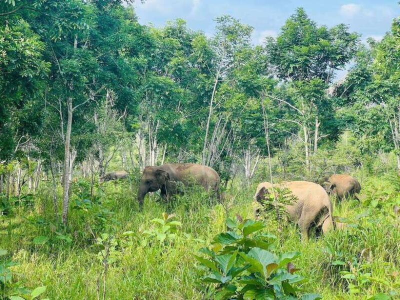 Sigiriya Rock , Dambulla Cave Temple Day Tour from Kandy - Good To Know