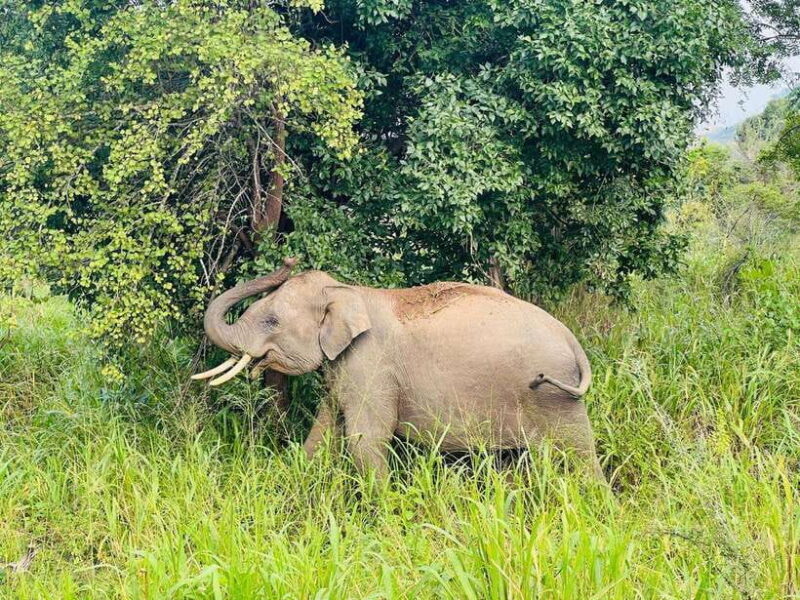 Sigiriya Rock , Dambulla Cave Temple Day Tour from Kandy - Who Would Enjoy This Tour?