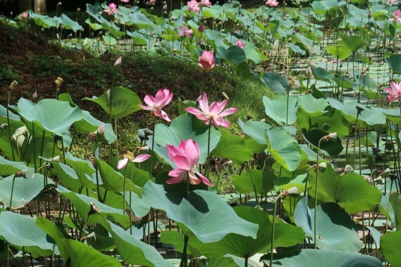 Sigiriya Rock Hike & Dambulla Tuk Tuk Day Tour - An Extensive Look at the Sigiriya & Dambulla Tuk Tuk Tour  