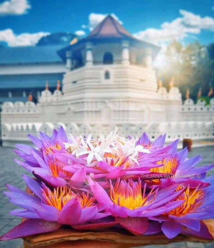 Sigiriya To Kandy Private Transfer: Visit Dambulla Temple - Authentic Experiences and Traveler Insights