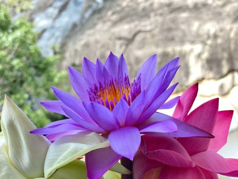 Sigiriya to Kandy Transfer with Dambulla and view points - The Practical Details: What to Expect