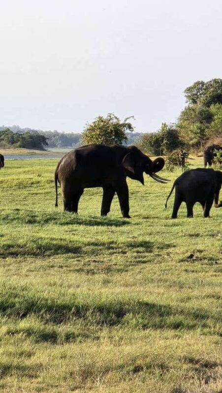 Sigirya's Wildlife Experience - Good To Know