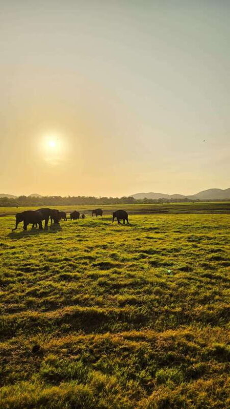 Sigirya's Wildlife Experience - Starting from Colombo: Comfort and Convenience