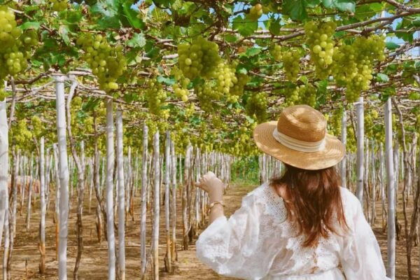 SIGNATURE TOUR: THE BEAUTY OF NINH THUAN FROM NHA TRANG - Tips for Travelers