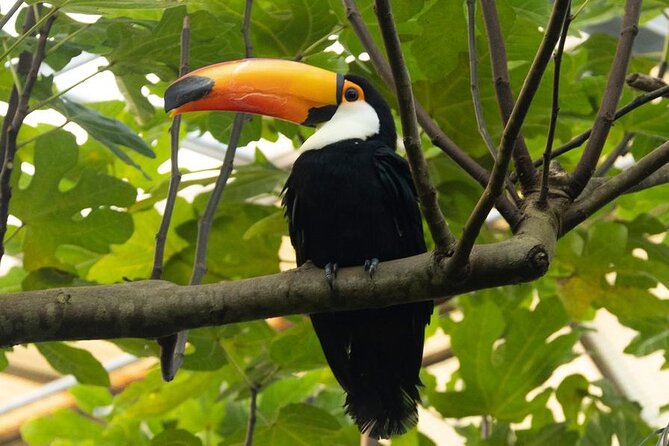 Sigtseeing Tour to Giethoorn and Orchideeënhoeve From Amsterdam - Questions and Support