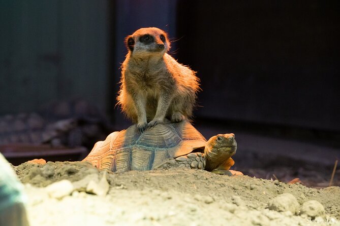 Sigtseeing Tour to Giethoorn and Orchideeënhoeve From Amsterdam - Pricing and Availability