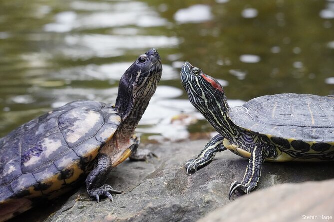 Sigtseeing Tour to Giethoorn and Orchideeënhoeve From Amsterdam - Directions and Getting There