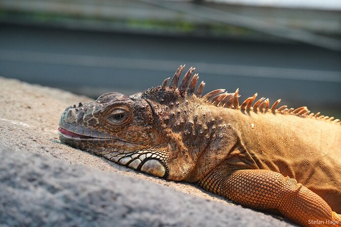 Sigtseeing Tour to Giethoorn and Orchideeënhoeve From Amsterdam - The Sum Up