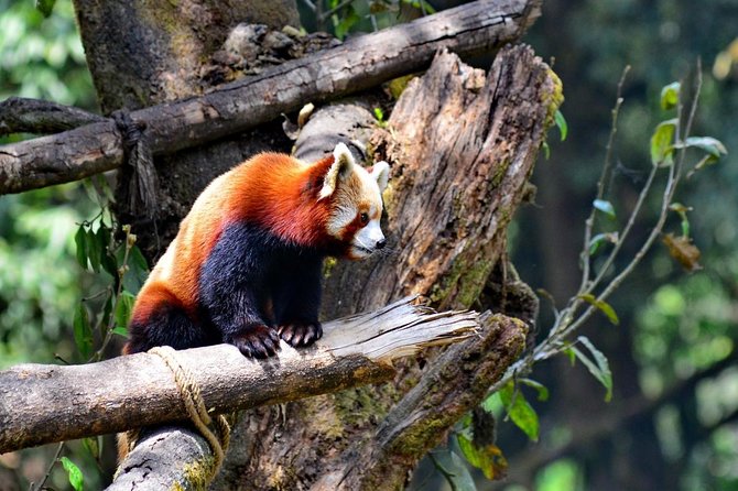 Sikkim Darjeeling - North East India 7 Nights 8 Days Tour - Tour Overview
