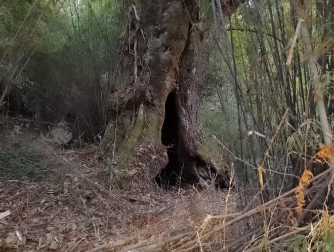 Sikles Adventure: Exploring Krapudanda & Khwolasothar Trek - Inclusions and Services