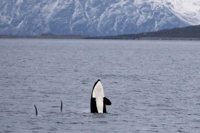 Silent Whale Watching - Chance to Observe Humpback Whales and Orcas
