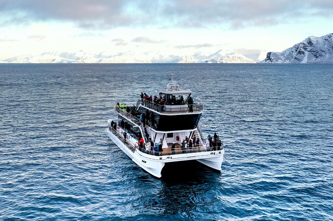Silent Whale Watching - Minimal Disturbance to the Whales Environment