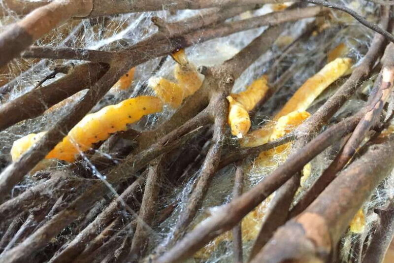 Silk Island Cruise and Tours with English Speaking Guide - Good To Know