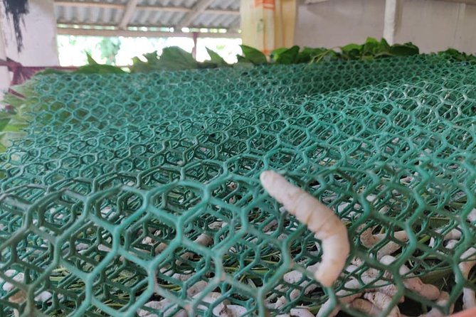 Silkworm Farm (Sericulture) Day Visit With Easy Hiking In Pokhara - Inclusions and Pickup Information