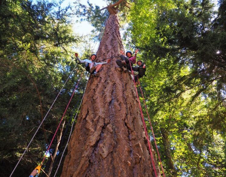 Silver Falls State Park: Tree Climbing Sunset Tour - Activity Details