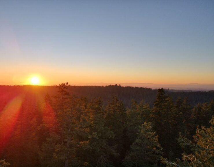 Silver Falls State Park: Tree Climbing Sunset Tour - Experience