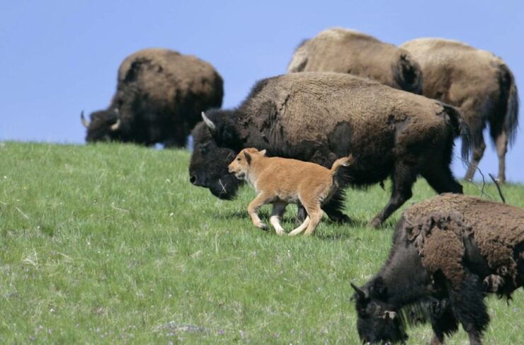Silver Gate: Private Yellowstone Lamar Valley Wildlife Tour - Booking and Logistics